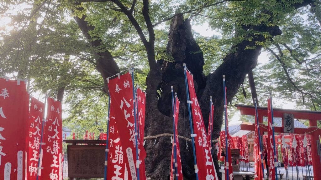 秩父今宮神社にある樹齢1000年のケヤキの木